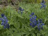 Lupinus micranthus 7, Saxifraga-Jan van der Straaten
