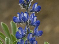 Lupinus micranthus 8, Saxifraga-Willem van Kruijsbergen