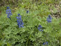 Lupinus micranthus 9, Saxifraga-Willem van Kruijsbergen