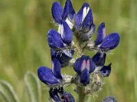 Lupinus pilosus 2, Saxifraga-Jan van der Straaten