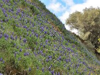 Lupinus pilosus 5, Saxifraga-Harry Jans