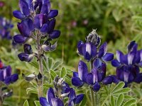 Lupinus pilosus 6, Saxifraga-Harry Jans