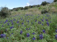 Lupinus pilosus 7, Saxifraga-Harry Jans