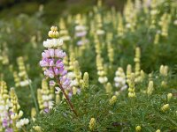 Lupinus polyphyllus 2, Vaste lupine, Saxifraga-Rudmer Zwerver