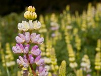 Lupinus polyphyllus 3, Vaste lupine, Saxifraga-Rudmer Zwerver