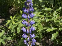 Lupinus polyphyllus 34, Vaste lupine, Saxifraga-Willem van Kruijsbergen