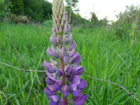 Lupinus polyphyllus 4, Vaste lupine, Saxifraga-Rutger Barendse