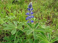 Lupinus varius 1, Saxifraga-Hans Grotenhuis