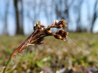 Luzula campestris 11, Gewone veldbies, Saxifraga-Rutger Barendse
