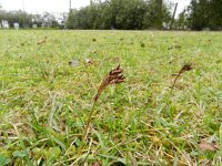 Luzula campestris 12, Gewone veldbies, Saxifraga-Rutger Barendse