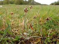 Luzula campestris 15, Gewone veldbies, Saxifraga-Ed Stikvoort