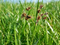 Luzula campestris 16, Gewone veldbies, Saxifraga-Ed Stikvoort