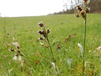 Luzula campestris 17, Gewone veldbies, Saxifraga-Ed Stikvoort