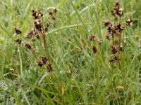 Luzula campestris 18, Gewone veldbies, Saxifraga-Ed Stikvoort
