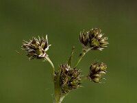 Luzula campestris 2, Gewone veldbies, Saxifraga-Jan van der Straaten