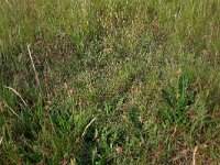 Luzula campestris 20, Gewone veldbies, Saxifraga-Hans Boll