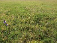 Luzula campestris 5, Gewone veldbies, Saxifraga-Hans Boll