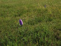 Luzula campestris 6, Gewone veldbies, Saxifraga-Hans Boll