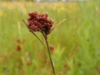 Luzula congesta 3, Dichte veldbies, Saxifraga-Ed Stikvoort