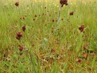 Luzula congesta 4, Dichte veldbies, Saxifraga-Ed Stikvoort