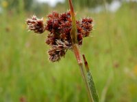 Luzula congesta 5, Dichte veldbies, Saxifraga-Ed Stikvoort