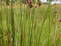 Luzula congesta 6, Dichte veldbies, Saxifraga-Ed Stikvoort
