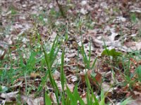 Luzula pilosa 13, Ruige veldbies, Saxifraga-Ed Stikvoort