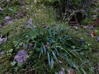 Luzula pilosa 14, Ruige veldbies, Saxifraga-Ed Stikvoort