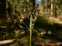 Luzula pilosa 15, Ruige veldbies, Saxifraga-Ed Stikvoort
