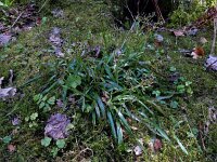 Luzula pilosa 16, Ruige veldbies, Saxifraga-Ed Stikvoort