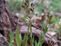 Luzula pilosa 17, Ruige veldbies, Saxifraga-Ed Stikvoort