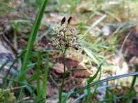 Luzula pilosa 21, Ruige veldbies, Saxifraga-Ed Stikvoort