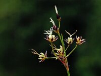 Luzula pilosa 3, Ruige veldbies, Saxifraga-Hans Dekker