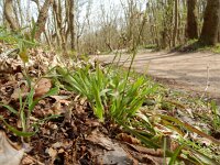 Luzula pilosa 4, Ruige veldbies, Saxifraga-Peter Meininger