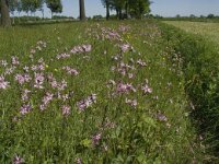 Lychnis flos-cuculi 10, Echte koekoeksbloem, Saxifraga-Jan van der Straaten