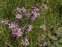 Lychnis flos-cuculi 11, Echte koekoeksbloem, Saxifraga-Jan van der Straaten