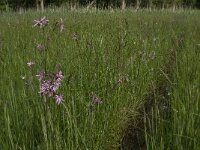 Lychnis flos-cuculi 17, Echte koekoeksbloem, Saxifraga-Jan van der Straaten