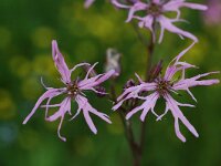 Lychnis flos-cuculi 2, Echte koekoeksbloem, Saxifraga-Willem van Kruijsbergen