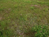 Lychnis flos-cuculi 22, Echte koekoeksbloem, Saxifraga-Hans Boll