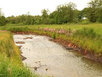 Lychnis flos-cuculi 25, Echte koekoeksbloem, Saxifraga-Hans Boll