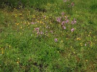 Lychnis flos-cuculi 33, Echte koekoeksbloem, Saxifraga-Hans Boll