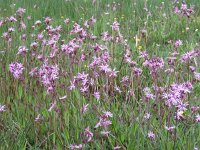 Lychnis flos-cuculi 34, Echte koekoeksbloem, Saxifraga-Mark Zekhuis