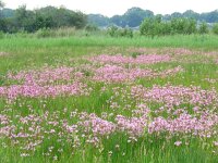 Lychnis flos-cuculi 35, Echte koekoeksbloem, Saxifraga-Mark Zekhuis