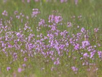 Lychnis flos-cuculi 36, Echte koekoeksbloem, Saxifraga-Mark Zekhuis
