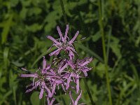 Lychnis flos-cuculi 37, Echte koekoeksbloem, Saxirfraga-Jan van der Straaten