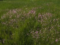 Lychnis flos-cuculi 38, Echte koekoeksbloem, Saxirfraga-Jan van der Straaten
