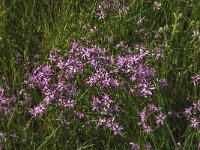 Lychnis flos-cuculi 39, Echte koekoeksbloem, Saxirfraga-Jan van der Straaten