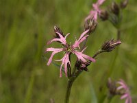 Lychnis flos-cuculi 4 ,Echte koekoeksbloem, Saxifraga-Jan van der Straaten