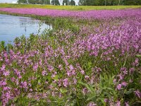 Field of Ragged Robin (Silene flos-cuculi, syn: Lychnis flos-cuculi) : ragged robin, Silene flos-cuculi, Lychnis flos-cuculi, flower, flora, floral, nature, natural, vascular, plant, flowery, in flower, in bloom, red, flowering, blooming