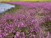Field of Ragged Robin (Silene flos-cuculi, syn: Lychnis flos-cuculi) : ragged robin, Silene flos-cuculi, Lychnis flos-cuculi, flower, flora, floral, nature, natural, vascular, plant, flowery, in flower, in bloom, red, flowering, blooming